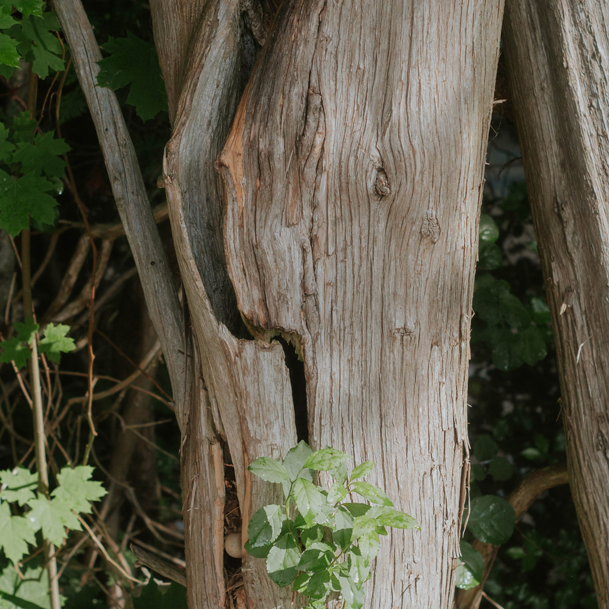arboreal-solutions-tree-damage arboreal-solutions-tree-damage