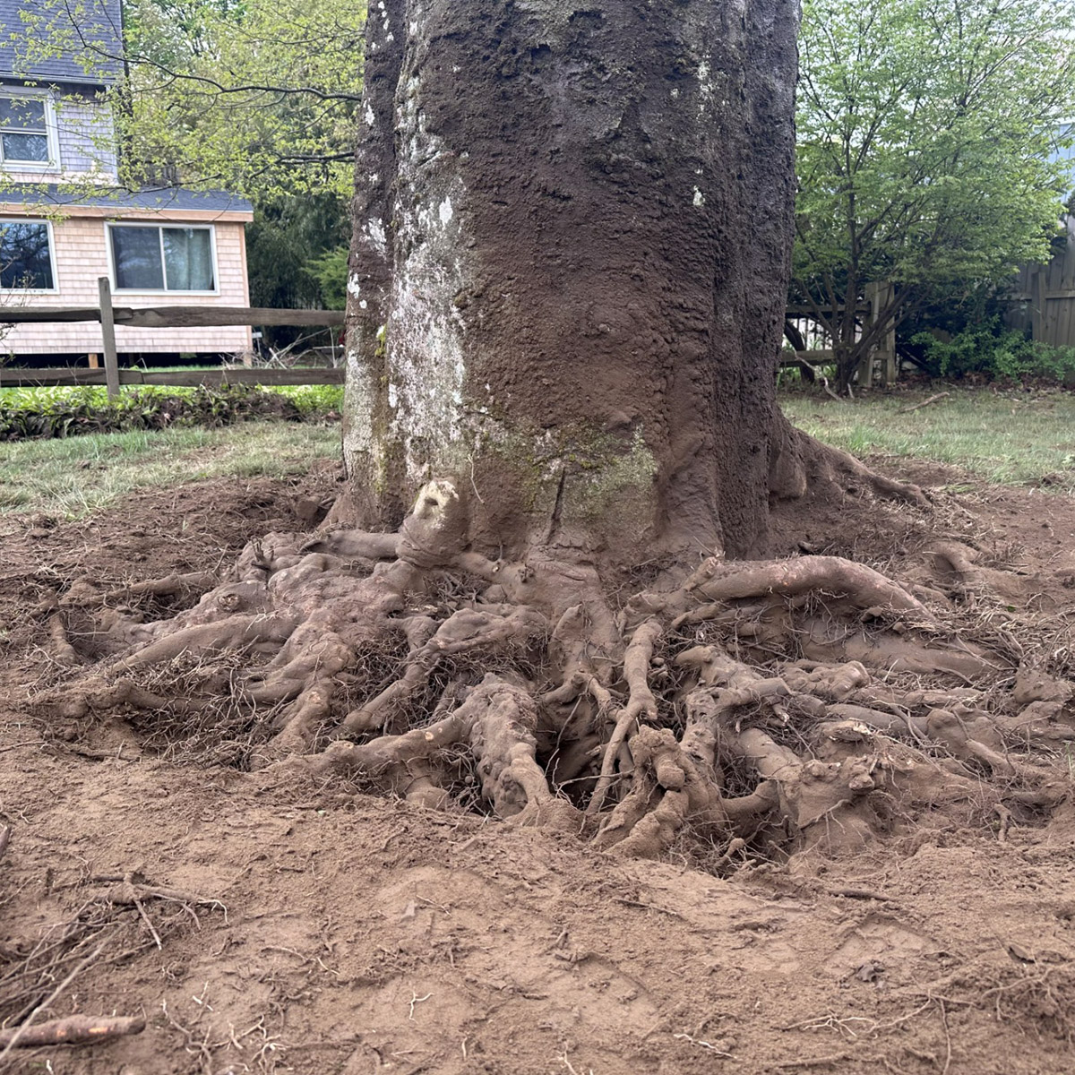 differentiator-root-flare-